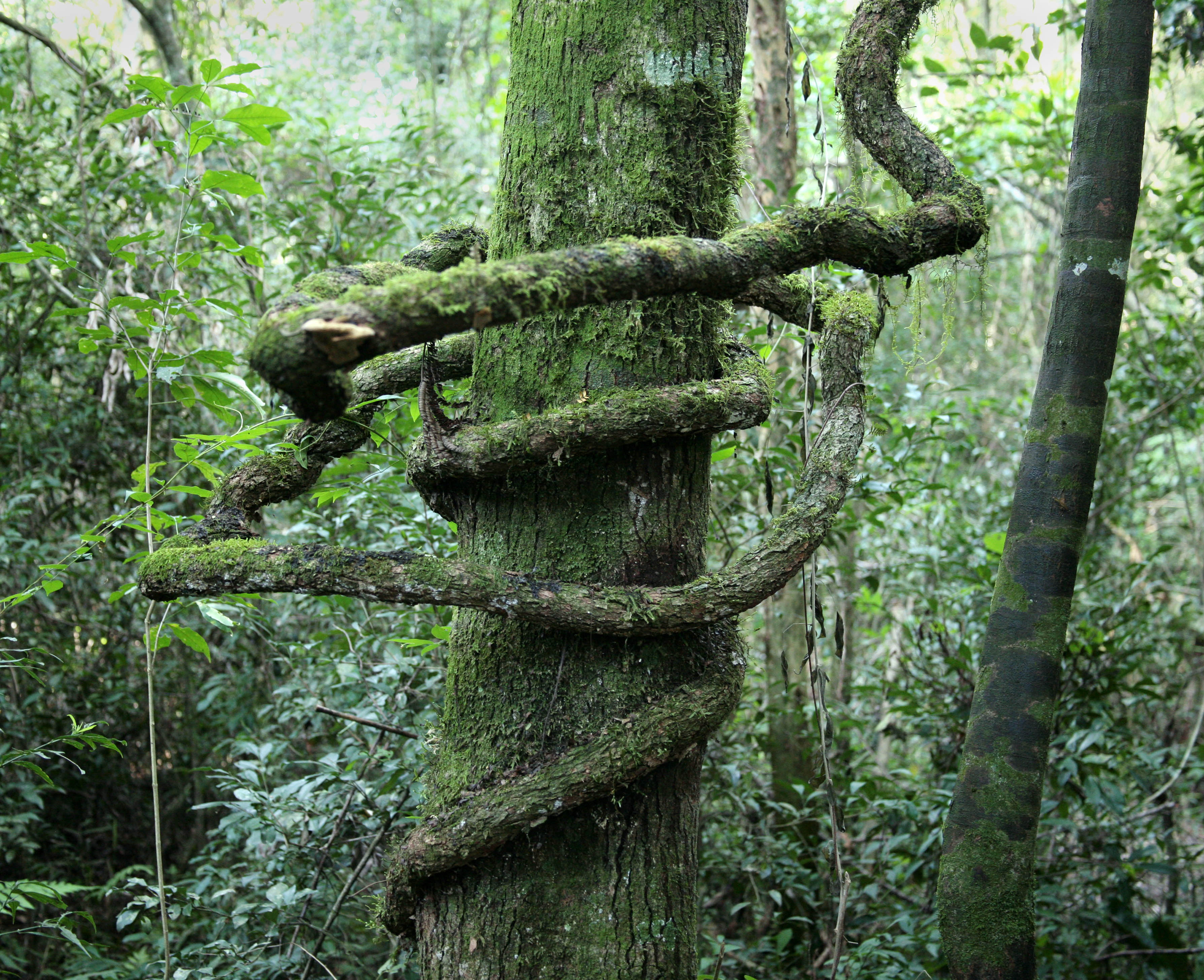 parque San Rafael