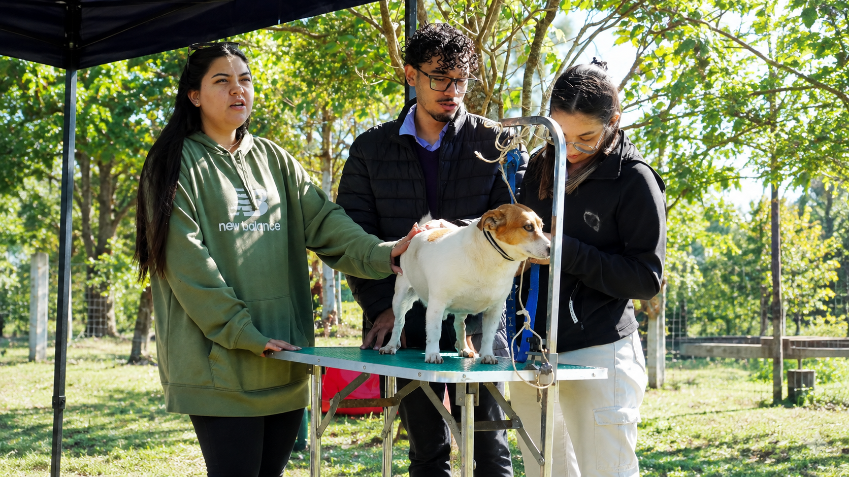 Cuidado canino al aire libre