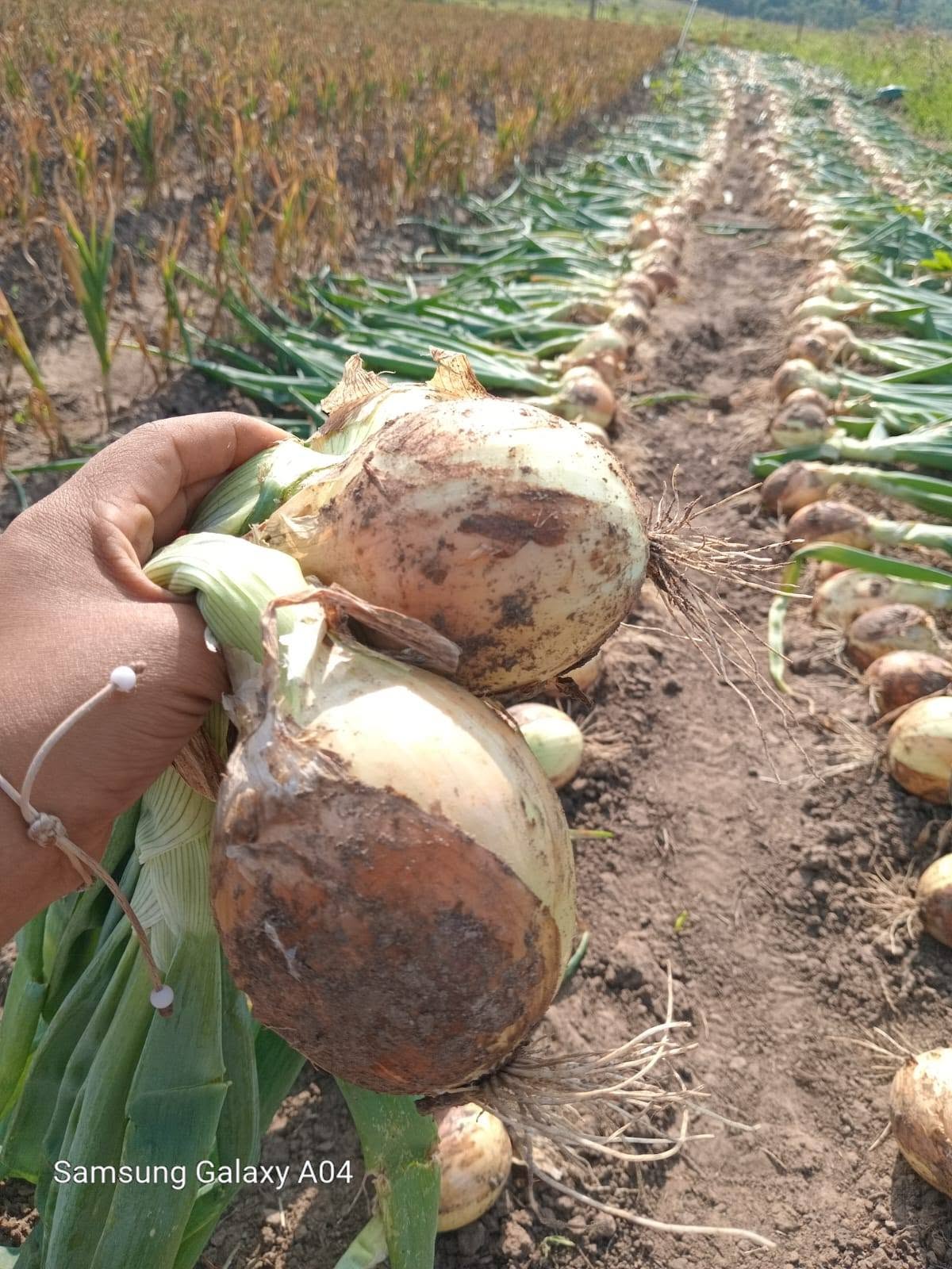 Cebollas