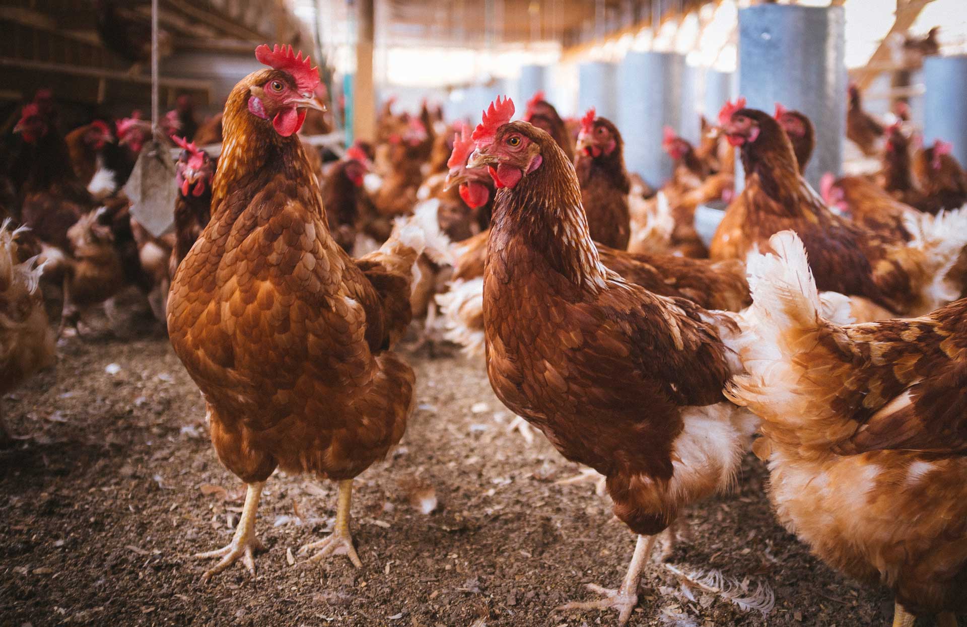 Gallinas